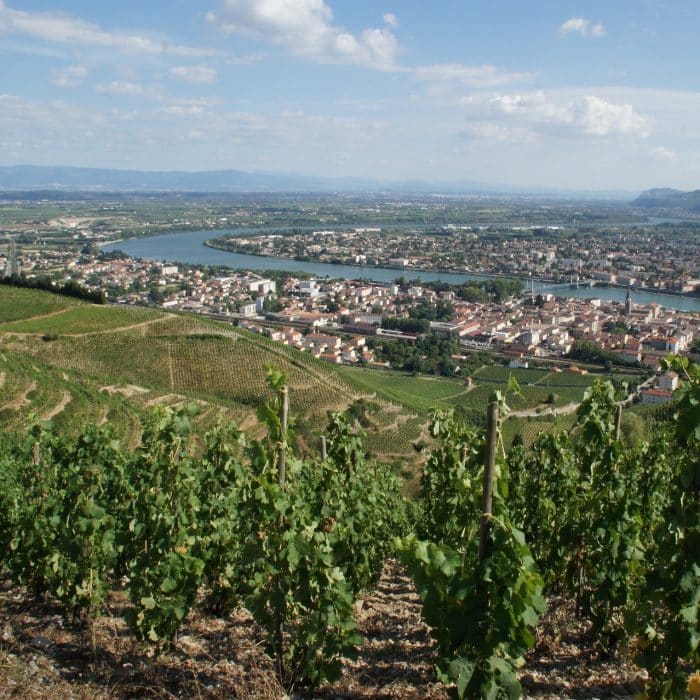 Vendanges Lapoth Ose Dune Ann E Vigneronne Cavissima Le