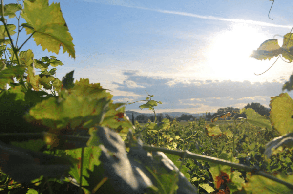 Bordeaux Primeurs Notre Avis Sur Le Mill Sime Cavissima Le