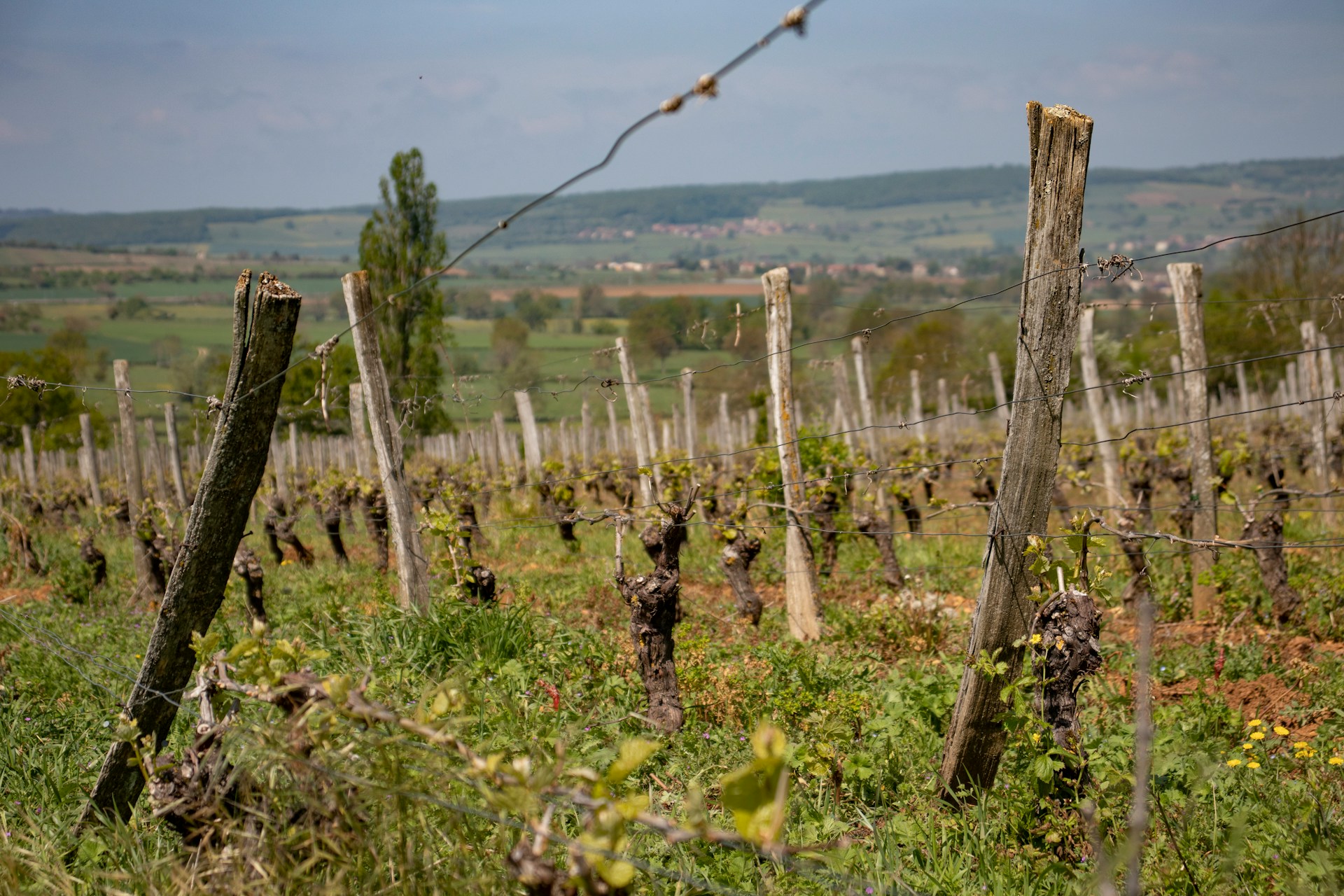 Vignoble Beaujolais