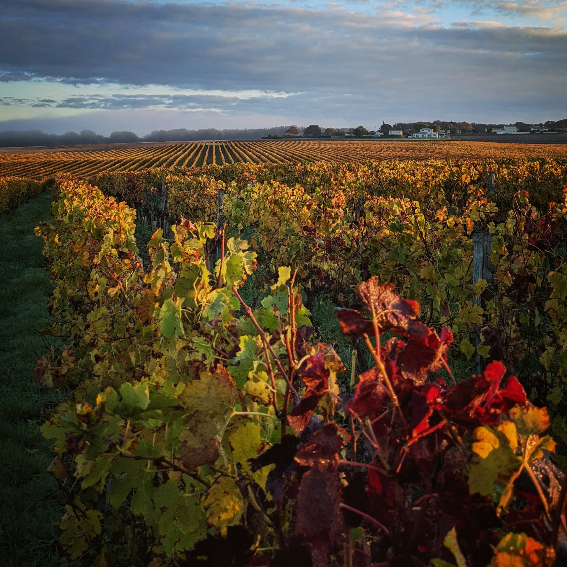 vignes bordeaux