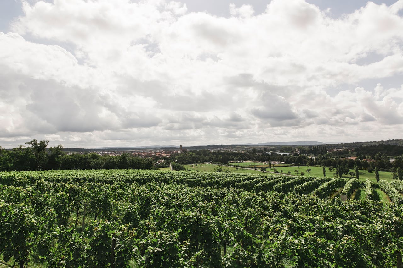 vignoble bordeaux