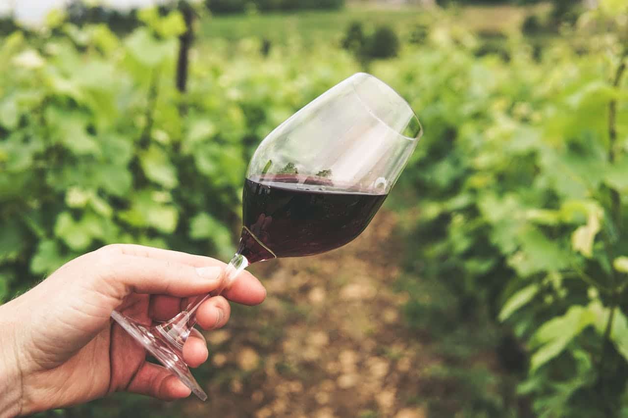 verre de vin rouge dans les vignes