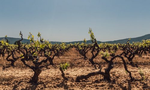 Vignoble sud de la France