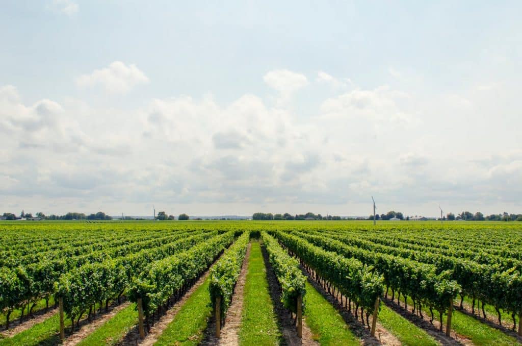 vignoble de bordeaux