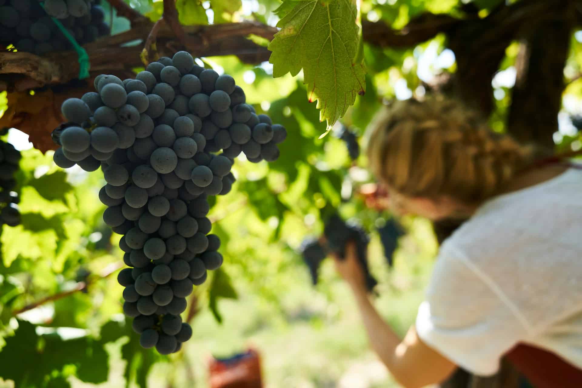 femme vendanges