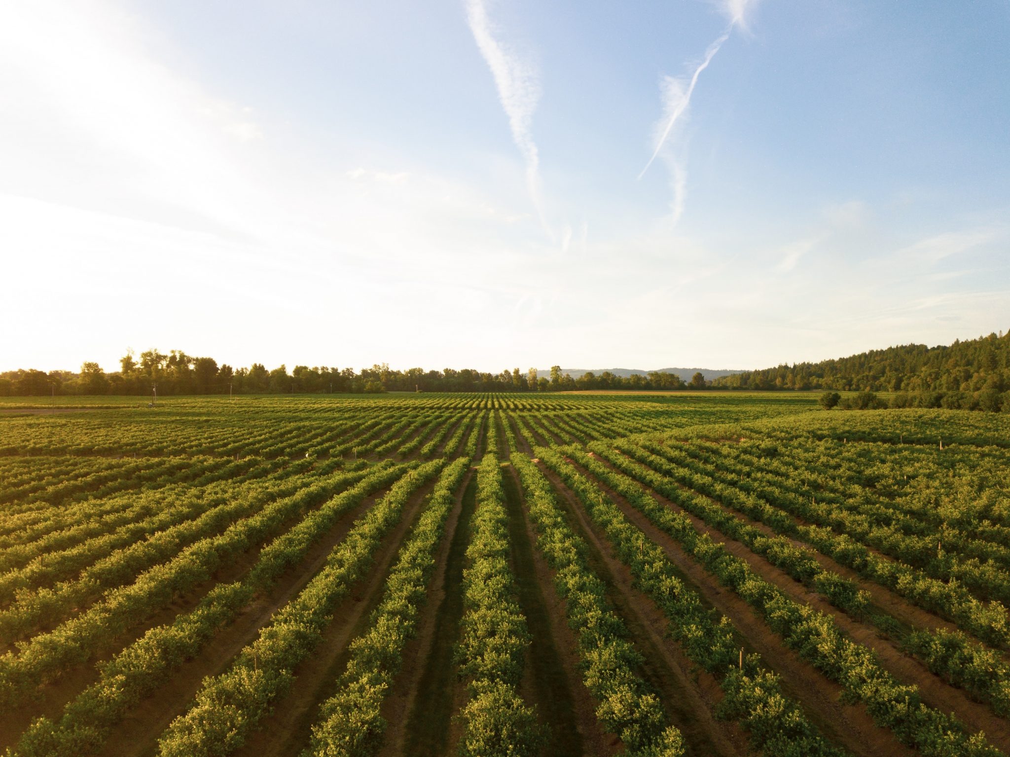 Vignoble vue aérienne