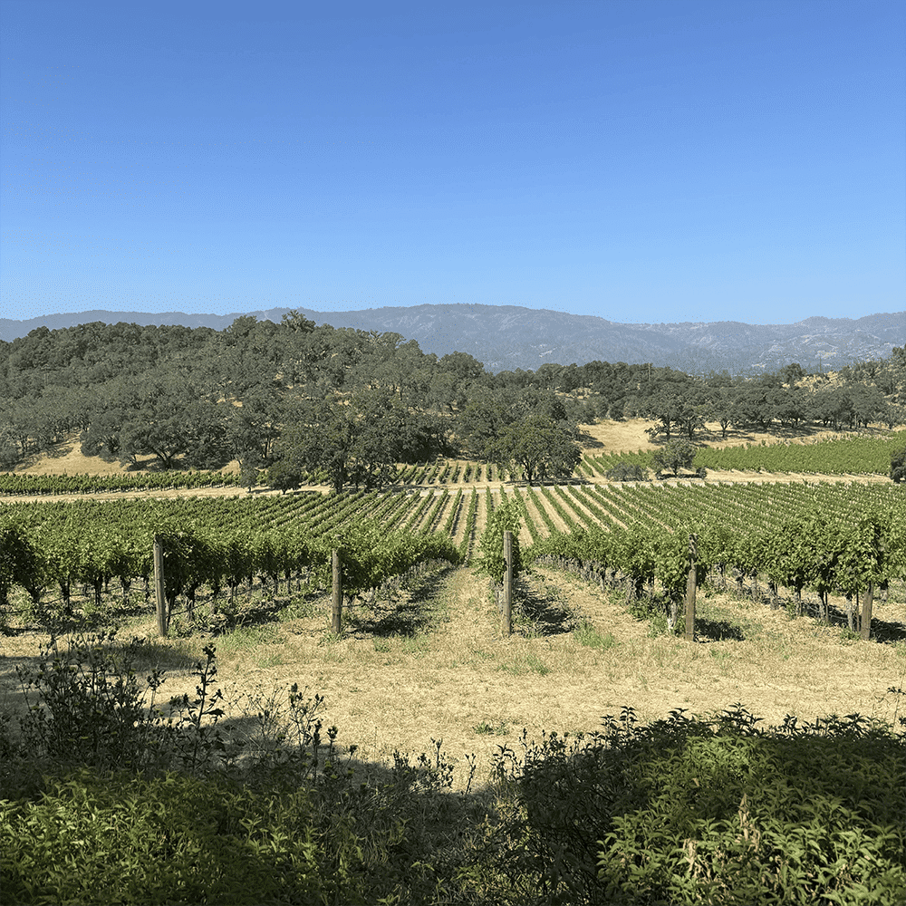 Vignoble californien