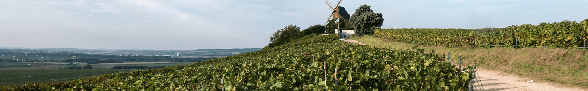 Champagne Taittinger Sans Année